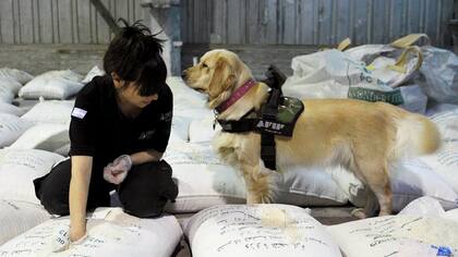 Perros especialmente entrenados por la AFIP participaron del operativo “narcoarroz”