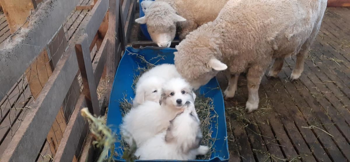“Patrullaje”: los 50 perros que cumplen una crucial misión en el extremo sur argentino