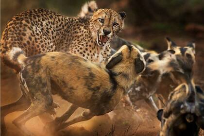 Perros salvajes africanos atacan a un guepardo, que pudo escapar con vida