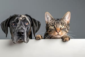 Perros y gatos