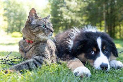 Perros y gatos son víctimas de las picaduras de mosquitos 