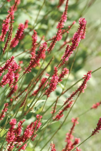 Persicaria ampleuxicaule queda muy bien en canteros con salvias y gramíneas