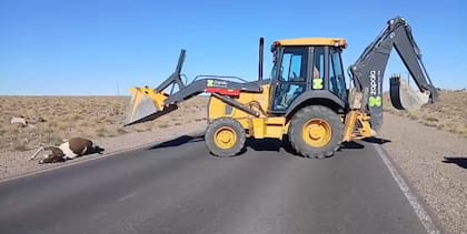 Personal del municipio de Zapala. asistió con una máquina vial para remover al animal y liberar el tránsito.