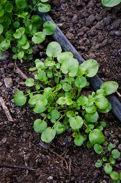 Pertenece a la familia Brassicaceae que también incluye otros alimentos como brócoli, coliflor, repollo, nabos y coles de Bruselas, así como también la col rizada y las hojas de mostaza