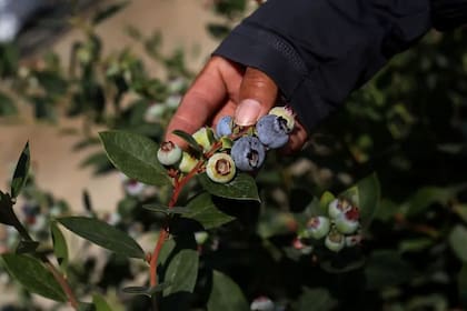 Perú se convirtió en pocos años en el mayor exportador de arándanos del mundo