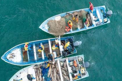 Pescadores de localidades cercanas a San Felipe se han beneficiado de la extracción ilegal de totoaba