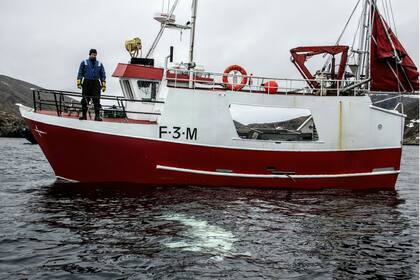 Pescadores noruegos observan una ballena beluga nadando debajo de su barco