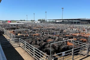 Demanda tranquila y precios en baja en el Mercado Agroganadero de Cañuelas
