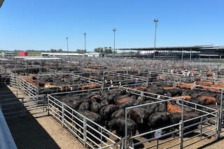 Demanda tranquila y precios en baja en el Mercado Agroganadero de Cañuelas