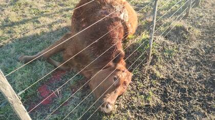 Pese a la buena voluntad de la policía y de la Fiscalía; para Nito Spedale, los medios y herramientas para prevenir y combatir la inseguridad rural en la provincia de Buenos Aires son nulos