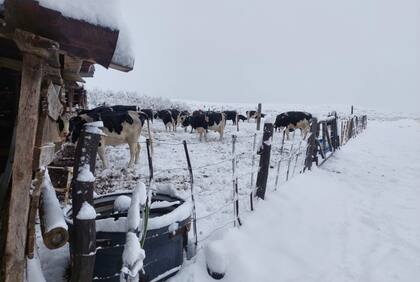 En la Patagonia: ordeñando a mano, comenzó con tres vacas lecheras y hoy hace un queso que es furor 11 Pese a los crudos inviernos, en el tambo "Ojo de Agua", se ordeña los 365 días del año