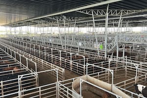 Demanda selectiva y precios en baja en el Mercado Agroganadero de Cañuelas