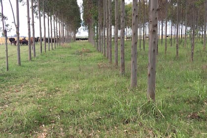 Pese a que a un aumento de las exportaciones, la actividad forestal tuvo precios sin variaciones mensuales y un valor interanual por debajo de la inflación