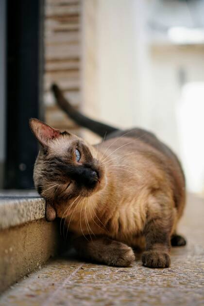 Pese a que no vienen corriendo como los perros, algunos gatos realizan gestos más sutiles: ronronear, frotarse contra objetos o maullar