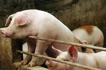 China podría perder más de 150 millones de cerdos por la enfermedad