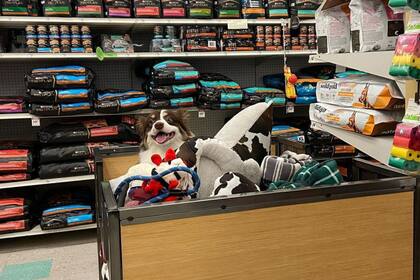Petco proporciona alimentos, juguetes, vestimenta y artículos tecnológicos para mascotas, entre otros artículos (X/@Petco)
