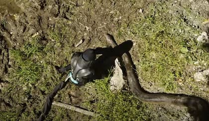 Peter Rosalie capturó una anaconda del Amazonas para que participara del documental