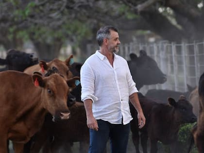 Petersen con sus vacas