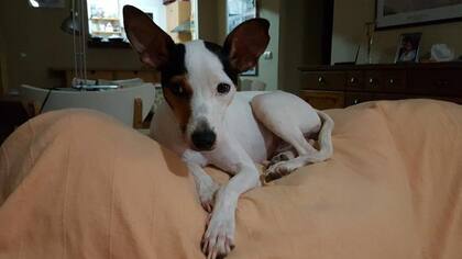 Petra comienza a mejorar tras haber sufrido un serio caso de maltrato animal