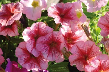 Petunia híbrida.