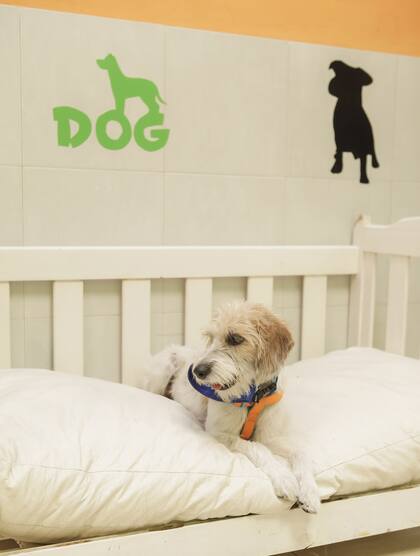 PetVille cuenta con 12 bungalós, más de 30 "dormis" y piscina