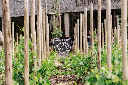 Peugeot en Estancia Vigil, un pedacito de Mendoza en pleno Cardales.