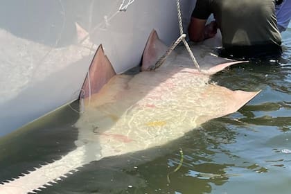 Los investigadores de la Universidad del Norte de Florida hallaron un pez sierra; se trata de un animal en peligro de extinción