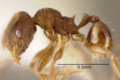 Pheidole harrisonfordi, la hormiga que lleva el nombre de Harrison Ford, que fue desubierta en Honduras, en 2002