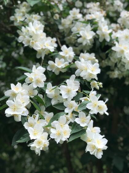 Philadelphus coronarius, una de las preferidas de Matilde por su perfume
