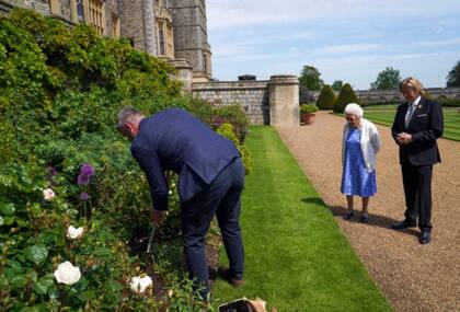 Philip Carter, el jardinero principal de Windsor, plantó la rosa 