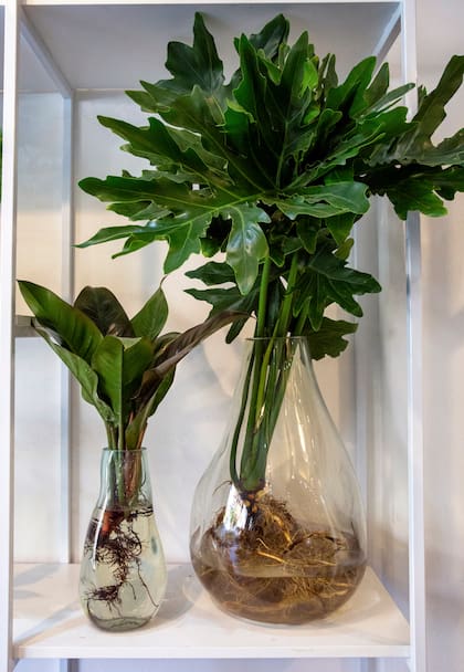 Philodendron bipinnatifidum y Philodendron Imperial green, dos especies aptas para cultivar sin tierra