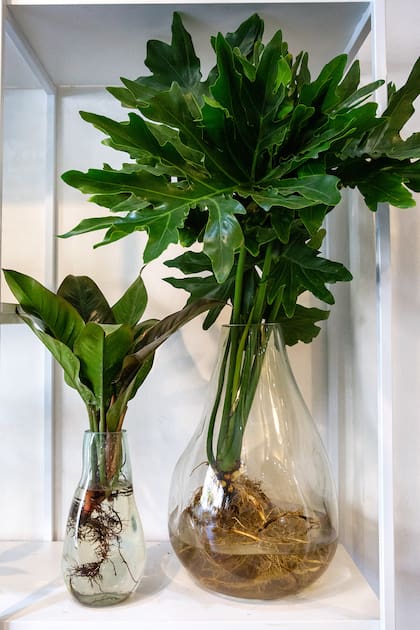 Philodendron ‘Imperial Green’ y Philodendron bipinnatifidum, dos plantas que sobreviven en agua y aportan un efecto jungla a la decoración
