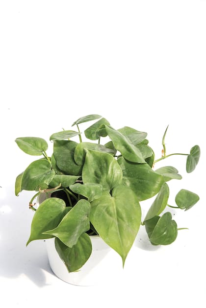 Philodendron: su nombre signifca amigo de los árboles y prosperan si reciben luz filtrada