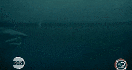 Phleps vs. un tiburón blanco