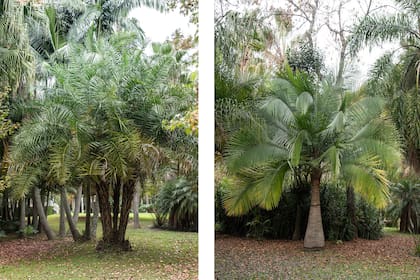 Phoenix reclinata. Por detrás vemos un conjunto de palmeras seafortia (foto izquierda). Ravenea rivularis (foto derecha).  