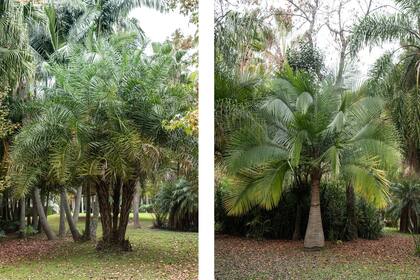 Phoenix reclinata. Por detrás vemos un conjunto de palmeras seafortia (foto izquierda). Ravenea rivularis (foto derecha).