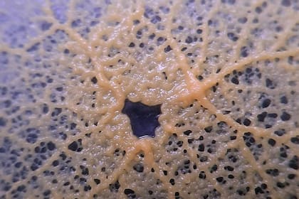 Physarum Polycephalu es estudiado por los científicos por sus propiedades (Foto Instagram @tatatilochat)