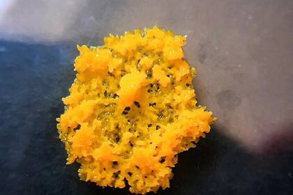 Physarum Polycephalu puede ser visualizado a simple vista (Foto Instagram @tatatilochat)