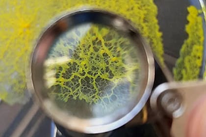 Physarum Polycephalu(Foto Instagram @tatatilochat)