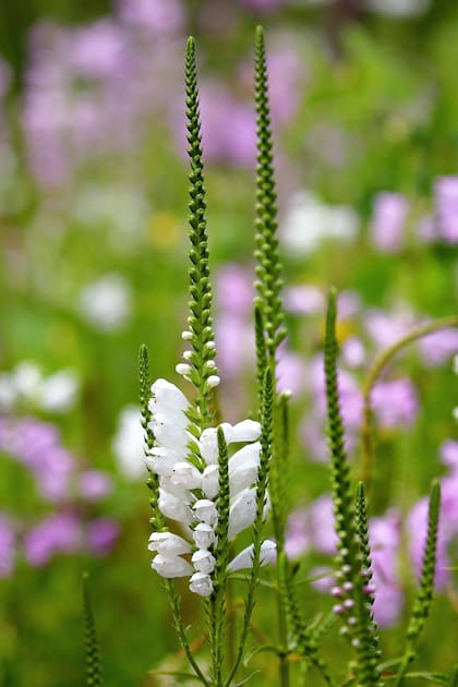 Physostegia virginiana, una especie muy florífera que llevará tu jardín a otro nivel