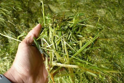 Picado de banano ensilado