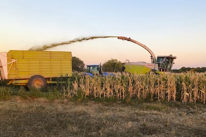 Picado de maíz de la empresa AS Agrosilos