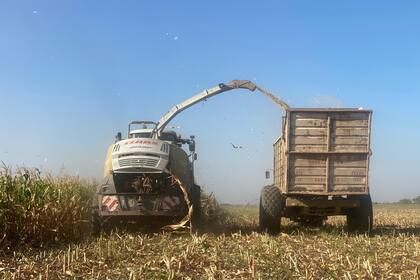 Picado de maíz de la empresa AS Agrosilos