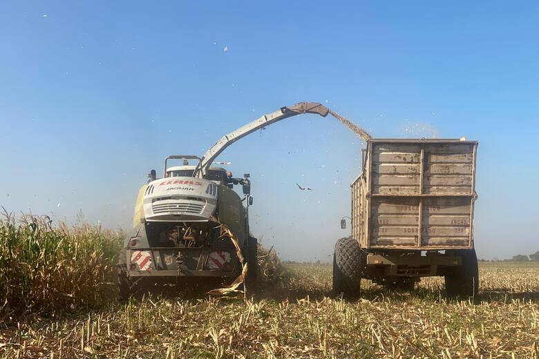 Productores transforman soja y maíz en alimento animal ante la sequía extrema