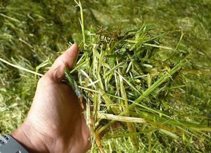 Picado de planta de banano