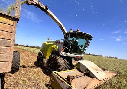 Picado de trigo en el centro santafecino