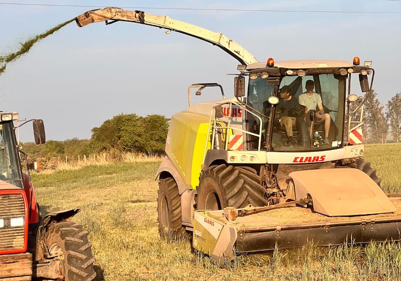La sequía obliga a los productores del centro-norte de Santa Fe a picar trigo por falta de lluvias