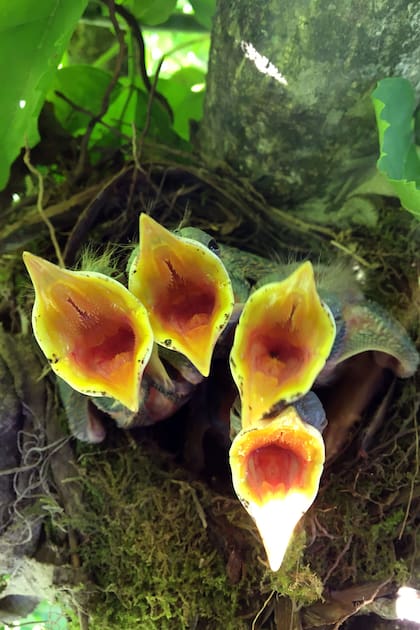 Pichones de zorzal colorado en el nido.