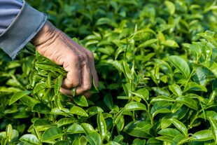 El té, otra economía regional de Misiones