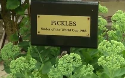 Pickles murió un año después de su acto de heroísmo